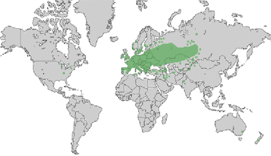 bron: wilde-planten.nl, 2015 bron: wilde-planten.nl, 2015