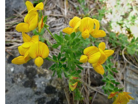 bron foto: Isidre blanc (2013), publisher: Wikimedia Commons (license CCASA 3.0 Unported) bron foto: Isidre blanc (2013), publisher: Wikimedia Commons (license CCASA 3.0 Unported)