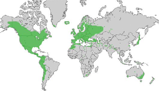 bron: wilde-planten.nl, 2015 bron: wilde-planten.nl, 2015