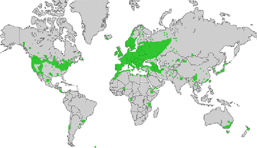 bron: wilde-planten.nl, 2015 bron: wilde-planten.nl, 2015