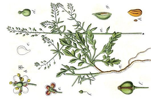 bron foto: Jacob Sturm (1796), publisher: Wikimedia Commons (pub.domain) bron foto: Jacob Sturm (1796), publisher: Wikimedia Commons (pub.domain)