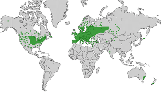 bron: wilde-planten.nl, 2015 bron: wilde-planten.nl, 2015